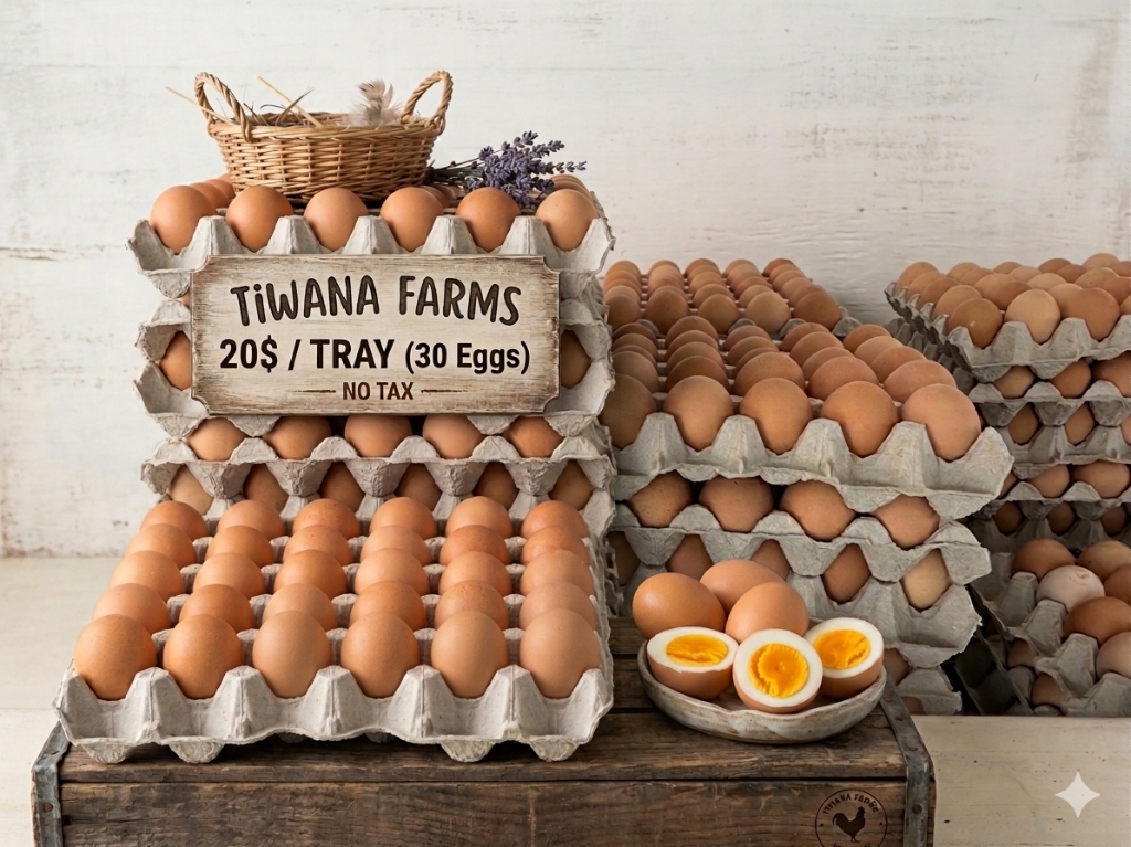 Premium Organic Brown Eggs